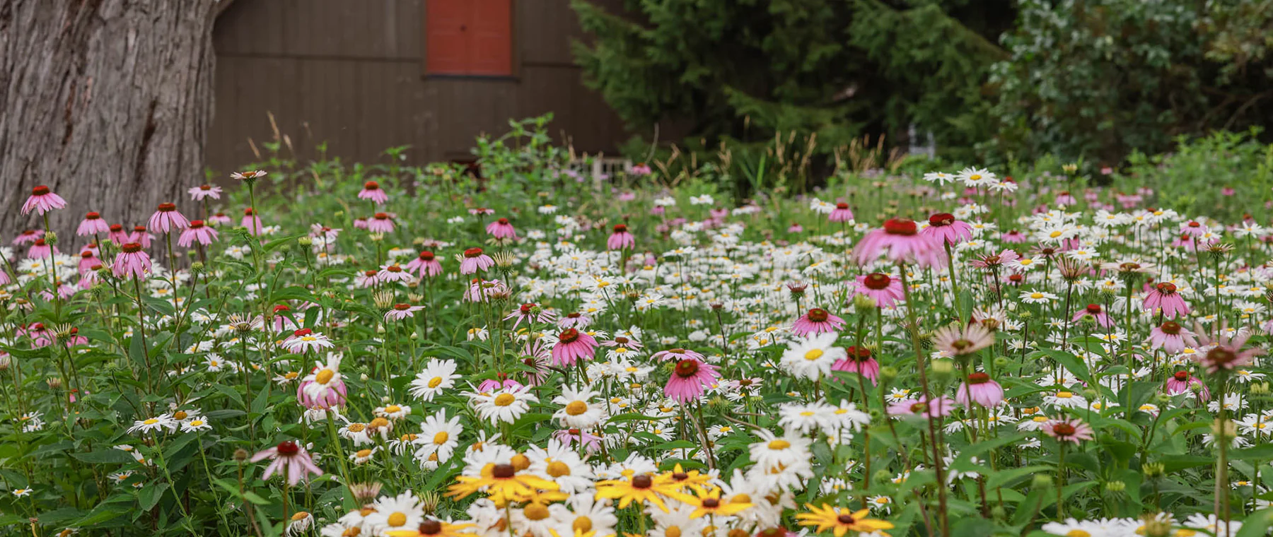 Cultivate Your Dream Garden Naturally